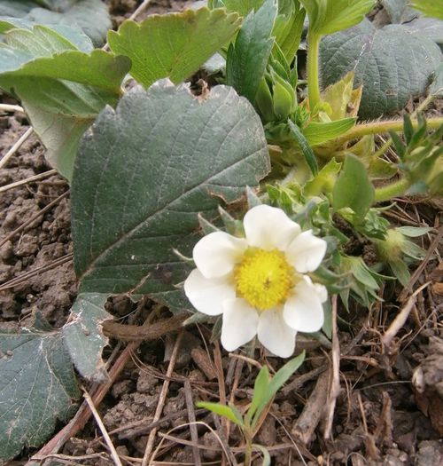 Prima floare de capsuna - Aprilie in gradina
