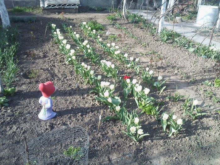 una mai zambareata ca alta!