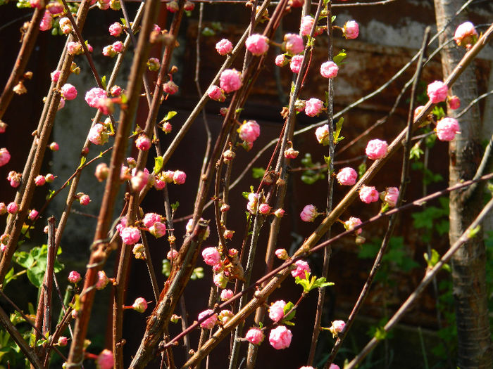 DSCN6862 aprilie 2013 - PRUNUS TRILOBA