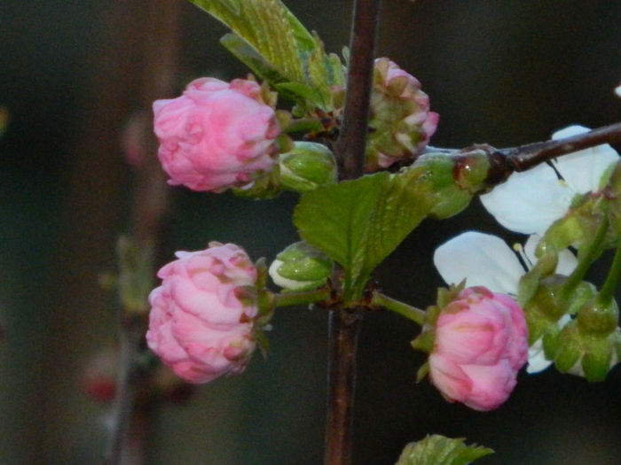 DSCN7043 - PRUNUS TRILOBA