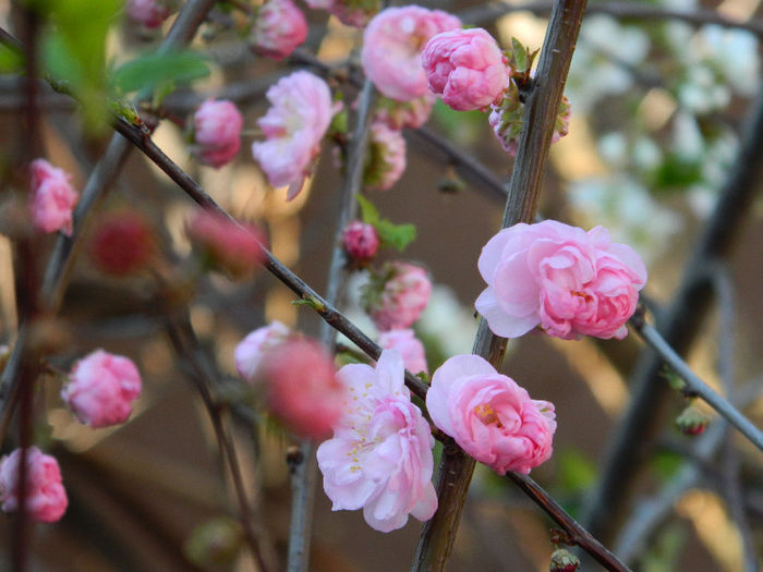 DSCN7048 - PRUNUS TRILOBA