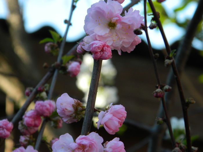 DSCN7049 - PRUNUS TRILOBA