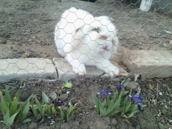 Botosu vrea sa fie evadila!