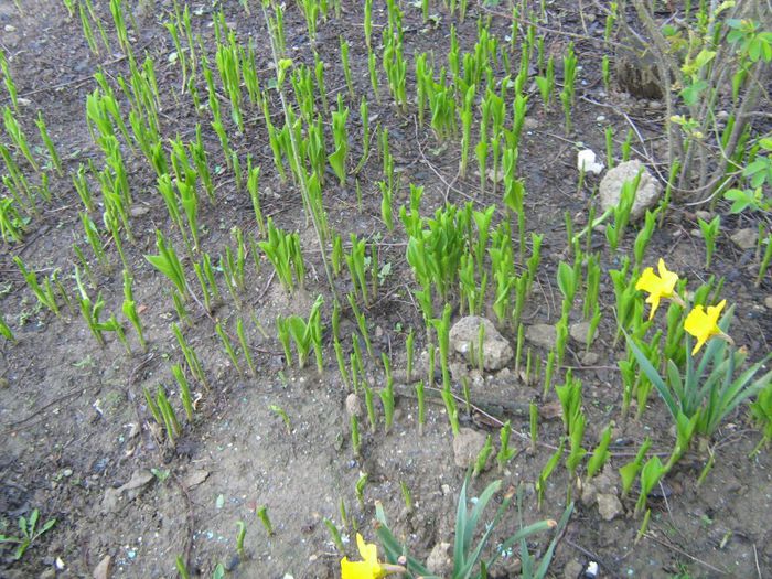 lacramioare - o parte din florile mele 2013