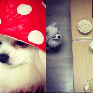 ailee's dog - Ailee