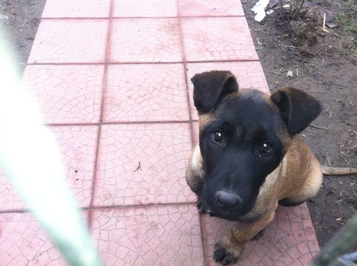 image - Lucky Hermes Malinois