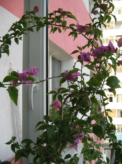 IMG_2223 - 000 Bougainvillea 2013 - 2014