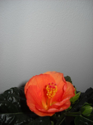 Viky orange - HIBISCUS- 2013