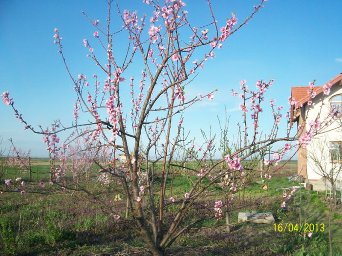 nectarin - primavara in livada