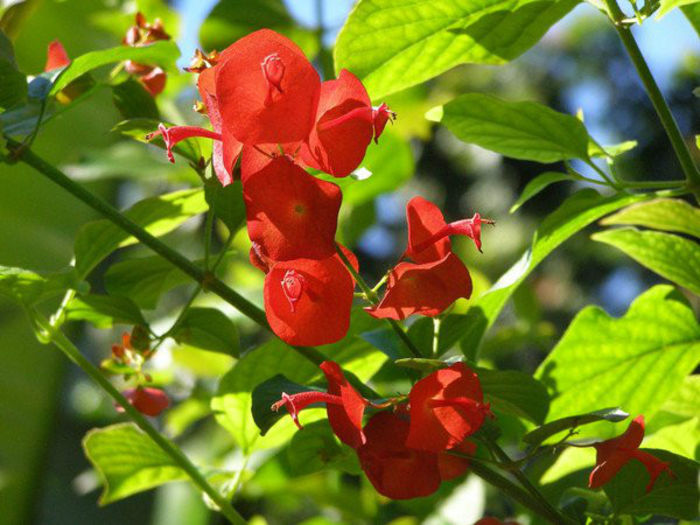 HOLMSKIOLDIA SANGUINEA-