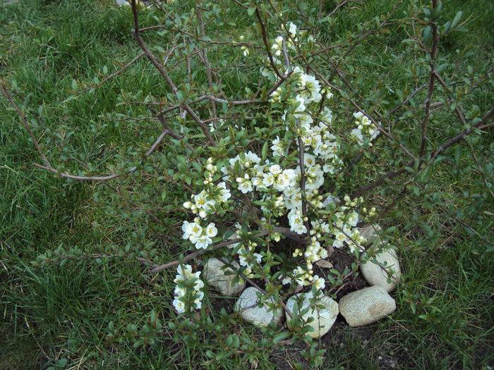 chaenomeles japonica