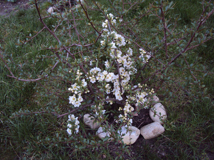 chaenomeles japonica