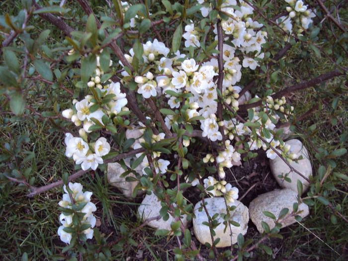 DSC02725