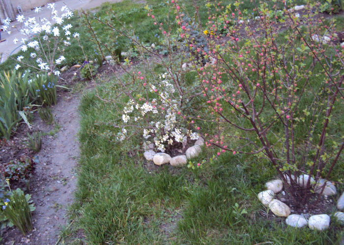triloba, chaenomeles si magnolia stelata