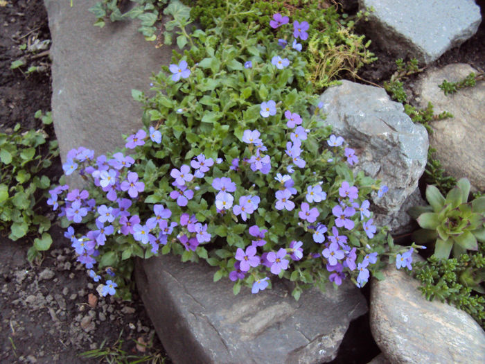 aubrieta, o culoare de vis