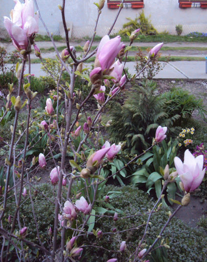 puzderie de flori