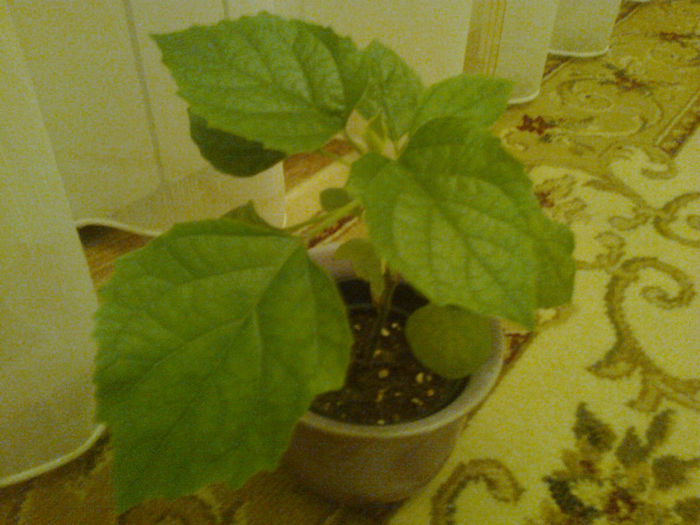 Clerodendrum philippinum (martie 2013)