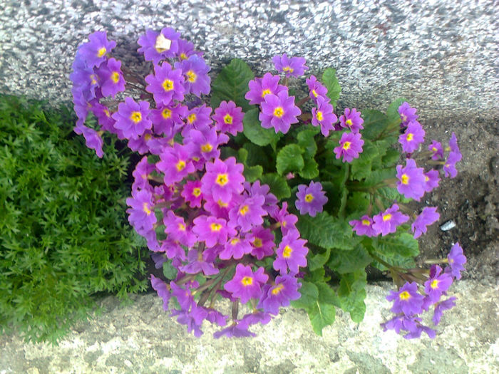 primula