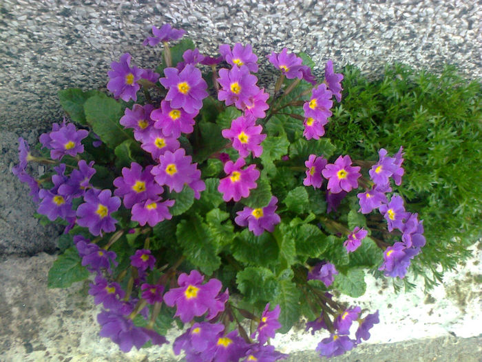 primula