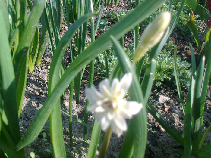zambila alba