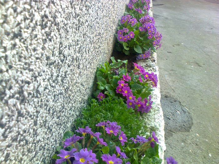 primula