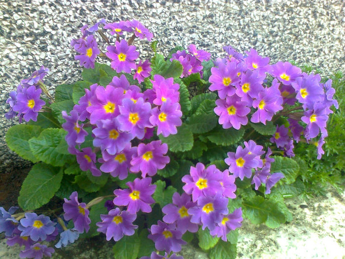 primula