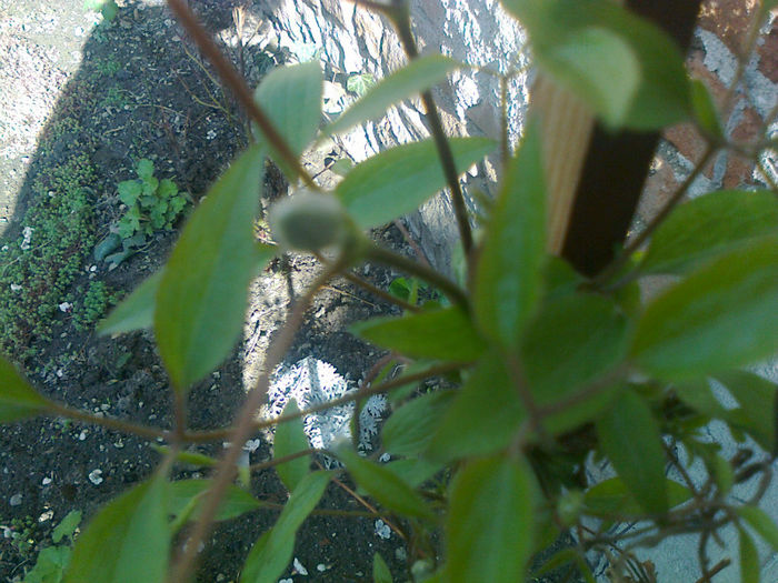 clematis