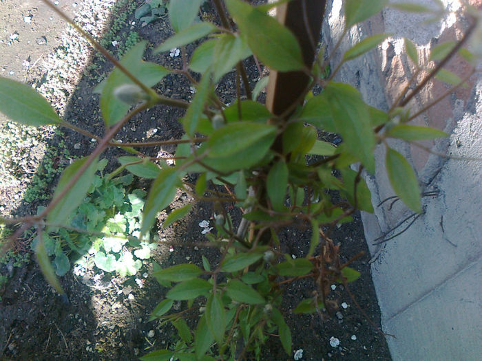 clematis