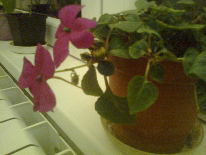 impatiens