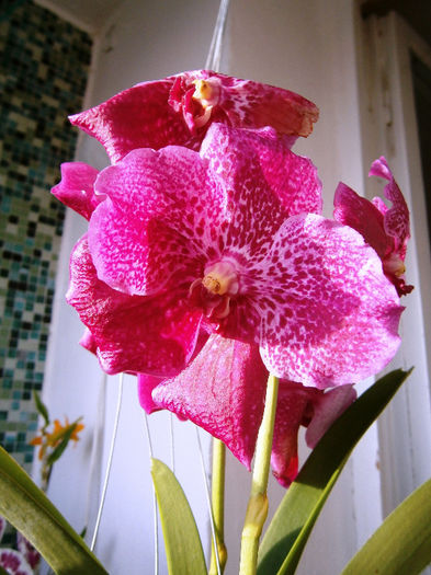 Vanda 3 (Roman Purple)