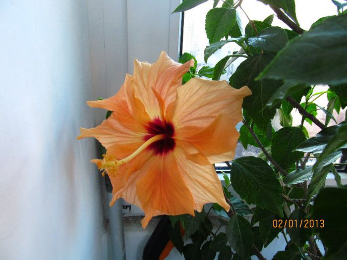 IMG_0691 - Hibiscus 2013