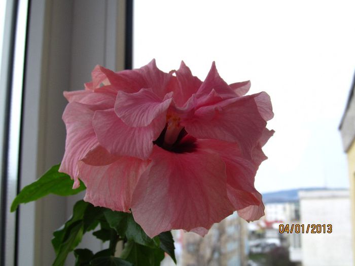 IMG_0704 - Hibiscus 2013