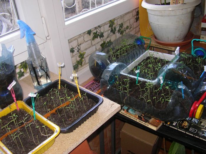 SANY0030 - Nucet- Dambovita