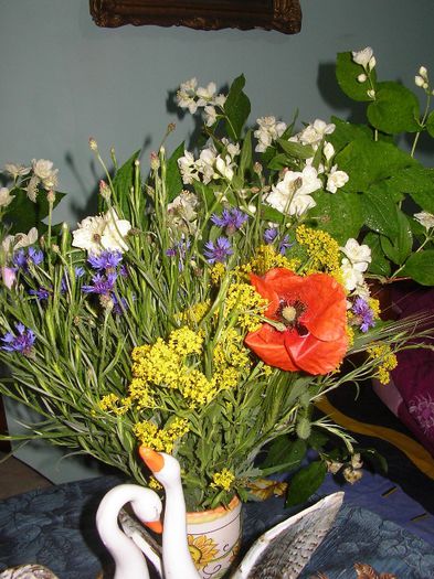 SANY0077; din gradina mea....
