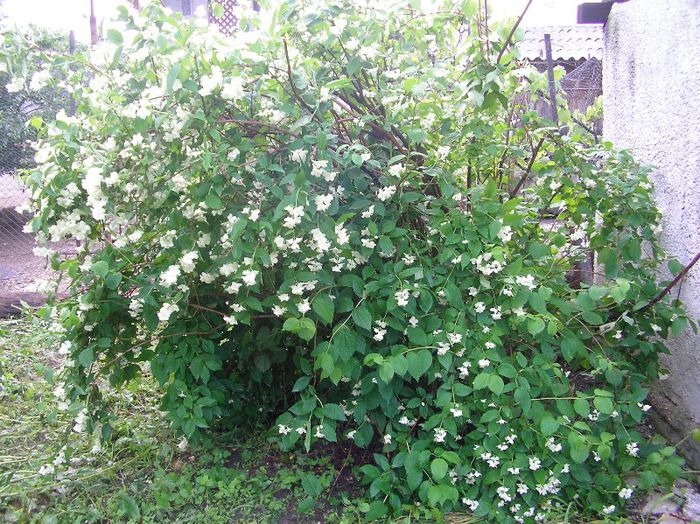 SANY0078 - Nucet- Dambovita