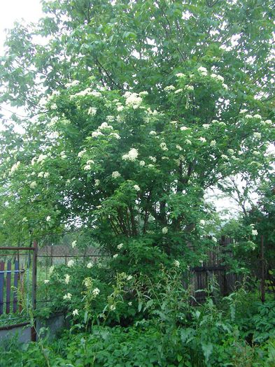 SANY0083 - Nucet- Dambovita