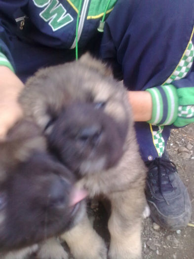 Imagine0092 - ciobanesc caucazian