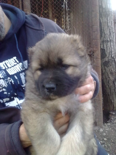 Imagine0096 - ciobanesc caucazian