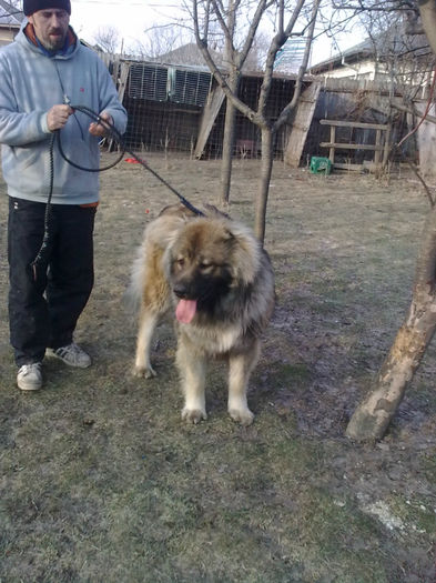 Imagine0160 - ciobanesc caucazian