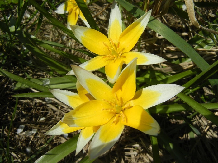 Tulipa Tarda (2013, April 16)