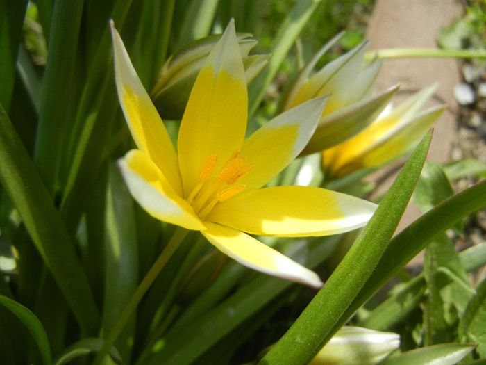 Tulipa Tarda (2013, April 16)