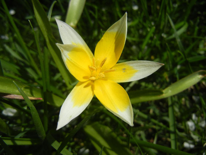 Tulipa Tarda (2013, April 16)