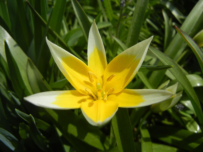 Tulipa Tarda (2013, April 16) - Tulipa Tarda