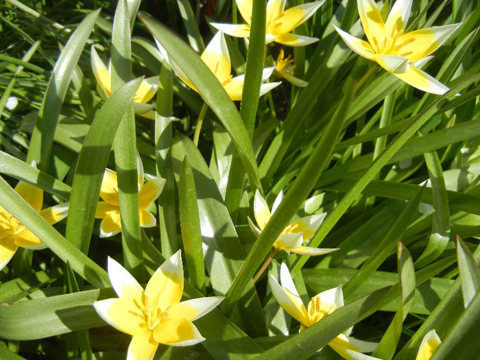 Tulipa Tarda (2013, April 16) - Tulipa Tarda