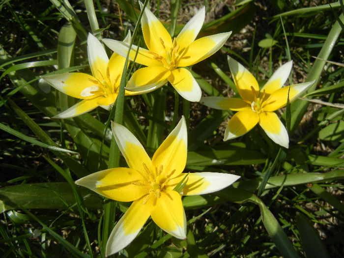 Tulipa Tarda (2013, April 16)