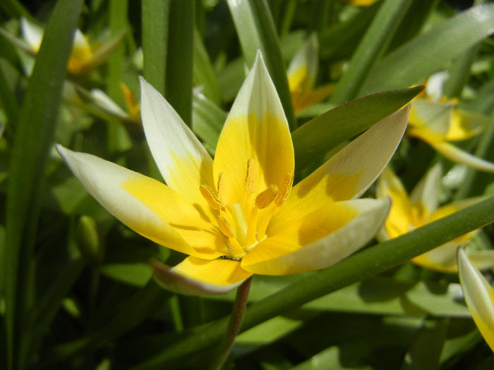 Tulipa Tarda (2013, April 16)