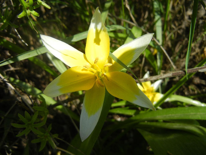 Tulipa Tarda (2013, April 16)