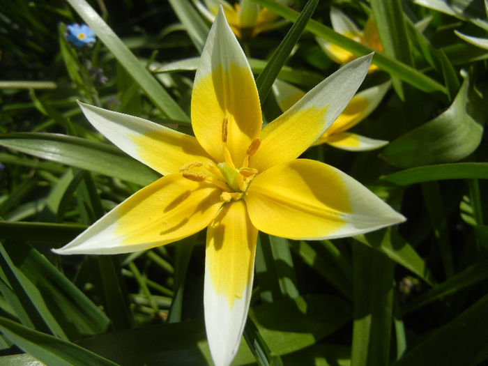 Tulipa Tarda (2013, April 16)