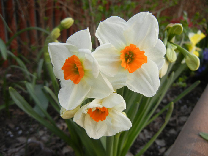 Daffodil Geranium (2013, April 16) - Narcissus Geranium