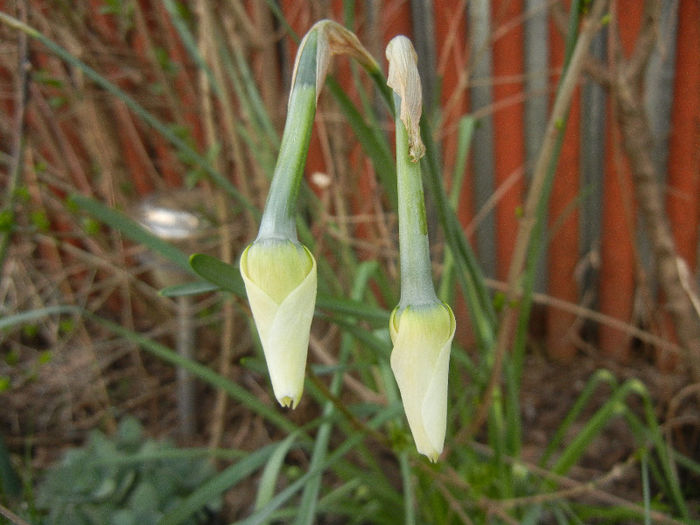Daffodil Pheasants Eye (2013, April 16) - Narcissus Pheasants Eye